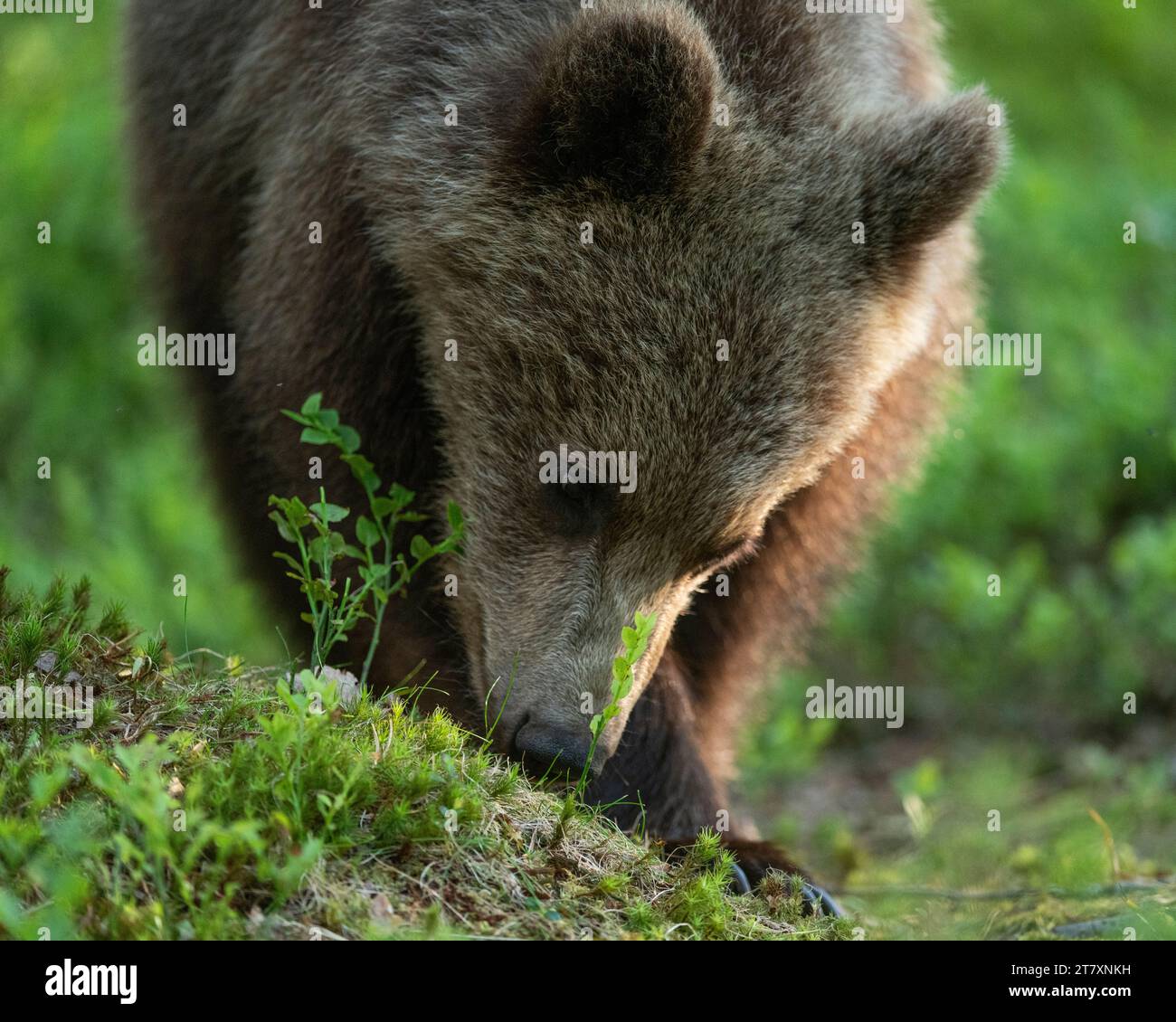 Eurasischer Braunbär (Ursus arctos arctos) auf der Suche nach Nahrung im Wald, Finnland, Europa Stockfoto