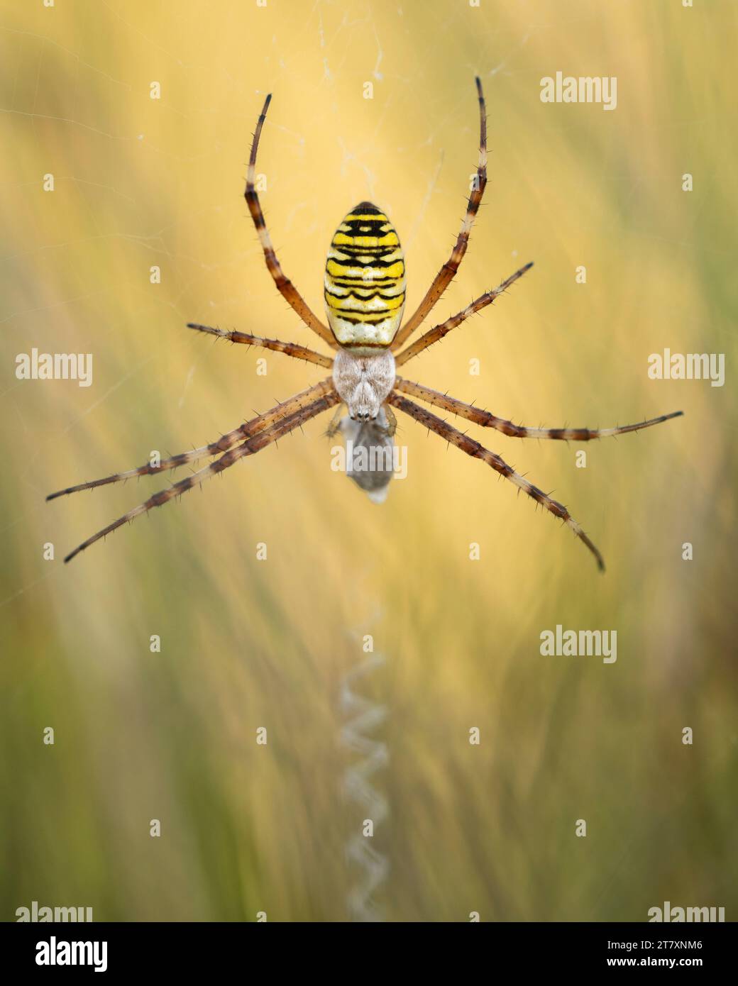 Wespenspinne (Argiope bruennichi) im Netz zwischen langem Gras, Elmley Nature Reserve, Isle of Sheppey, Kent, England, Vereinigtes Königreich, Europa Stockfoto