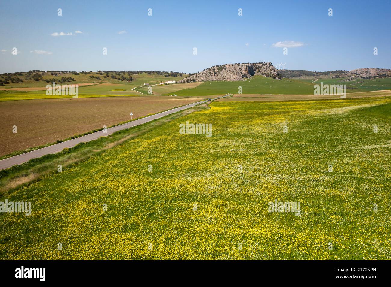 Drohnenansicht einer Straße in einer Landschaft mit gelben Blumen, Spanien, Europa Stockfoto