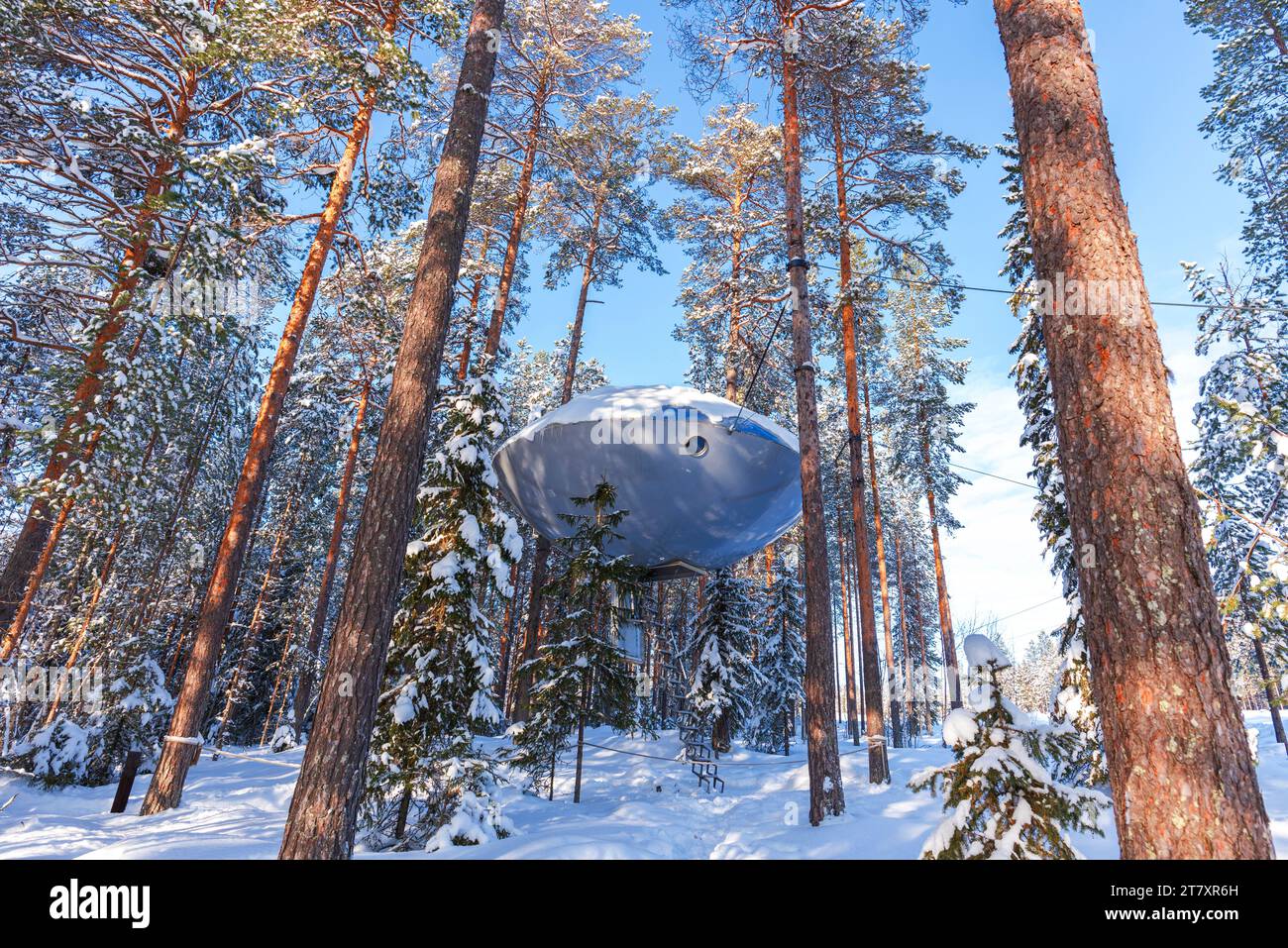 Winterblick auf UFO-förmiges Zimmer, das zwischen schneebedeckten hohen Bäumen hängt, Tree Hotel, Harads, Lappland, Schweden, Skandinavien, Europa Stockfoto