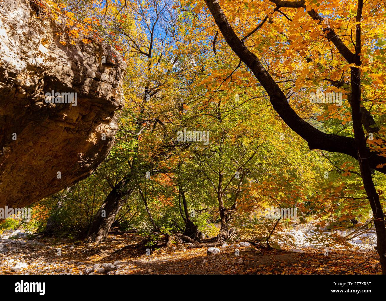 Herbstfarben- und Kalksteinwänden, McKittrick Canyon, Guadalupe Mountains National Park, Texas, USA Stockfoto