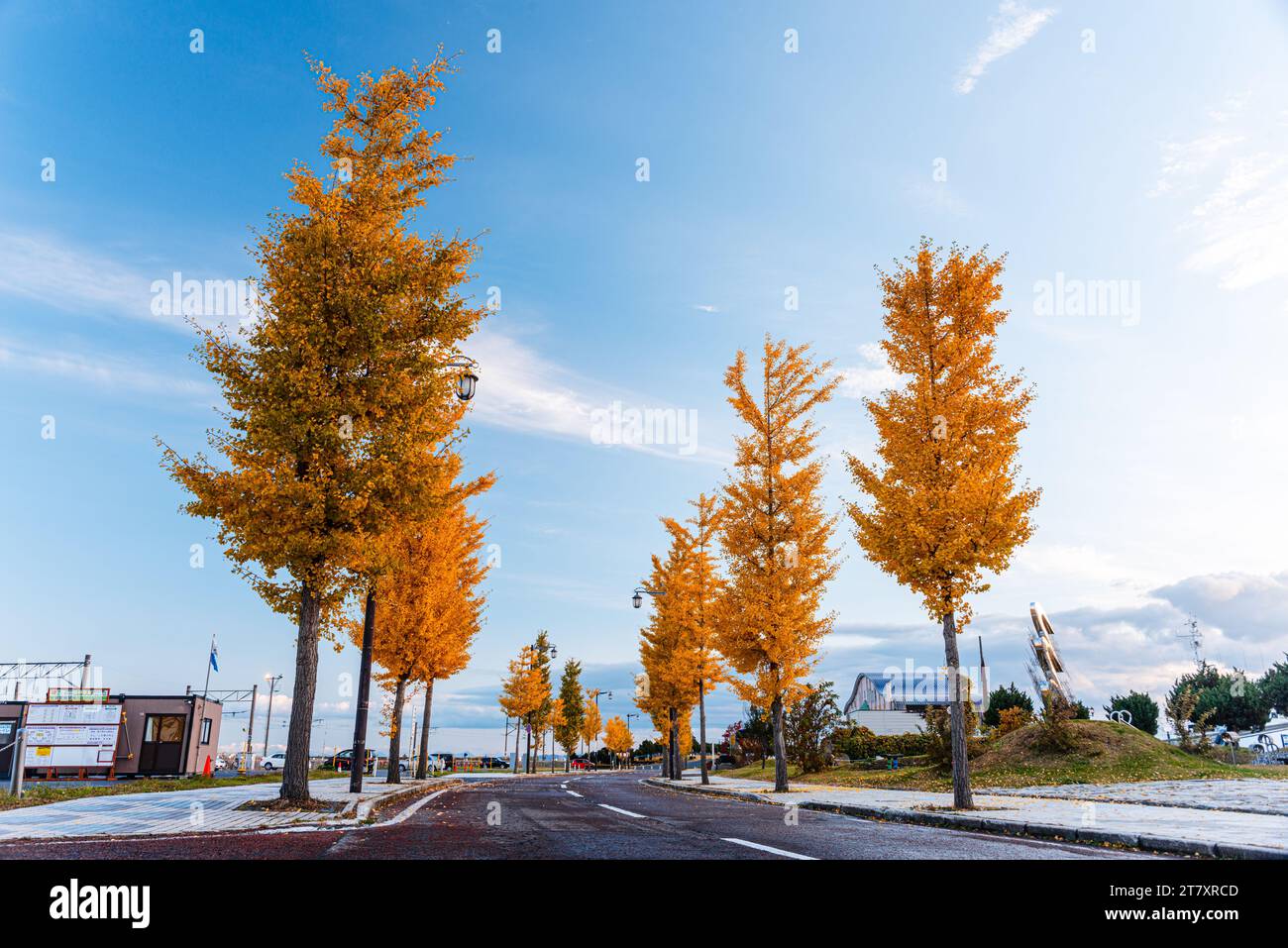 Wunderschöne Gasse mit goldenen Ginkgo-Bäumen im Herbst, Aomori, Honshu, Japan, Asien Stockfoto