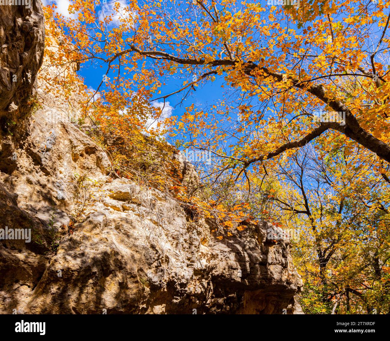 Herbstfarben- und Kalksteinwänden, McKittrick Canyon, Guadalupe Mountains National Park, Texas, USA Stockfoto