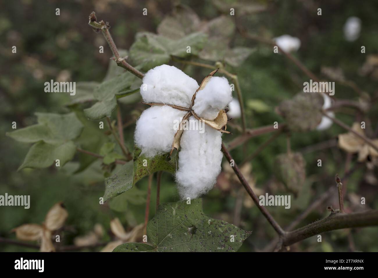 Nahaufnahme der Baumwollbolle auf dem Baumwollfeld in Babra, Maharashtra, Indien, Asien Stockfoto