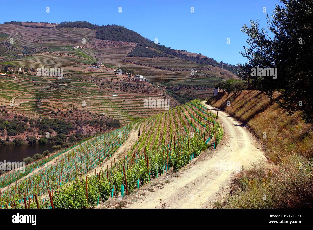Weinberge im Douro-Tal im Herzen der Weinregion Alto Douro, Portugal, Europa Stockfoto
