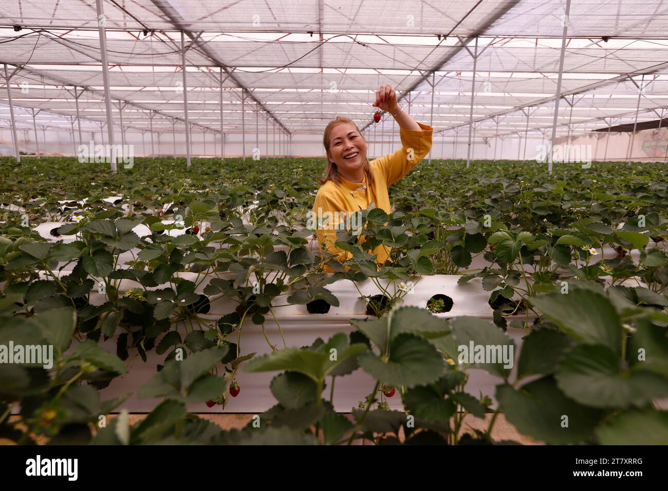 Erdbeerreihe in einem Gewächshaus, Bio-Hydrokultur-Gemüsefarm, Dalat, Vietnam, Indochina, Südostasien, Asien Stockfoto