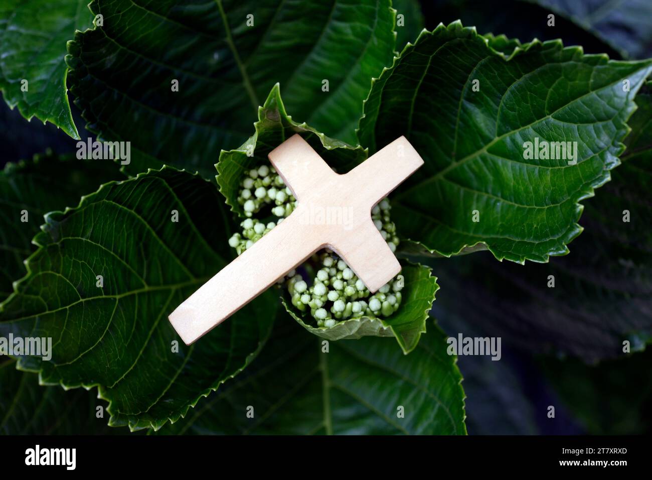 Religiöses Symbol des Gebets in der Natur, christliches Kreuz auf grünen Blättern, Vietnam, Indochina, Südostasien, Asien Stockfoto