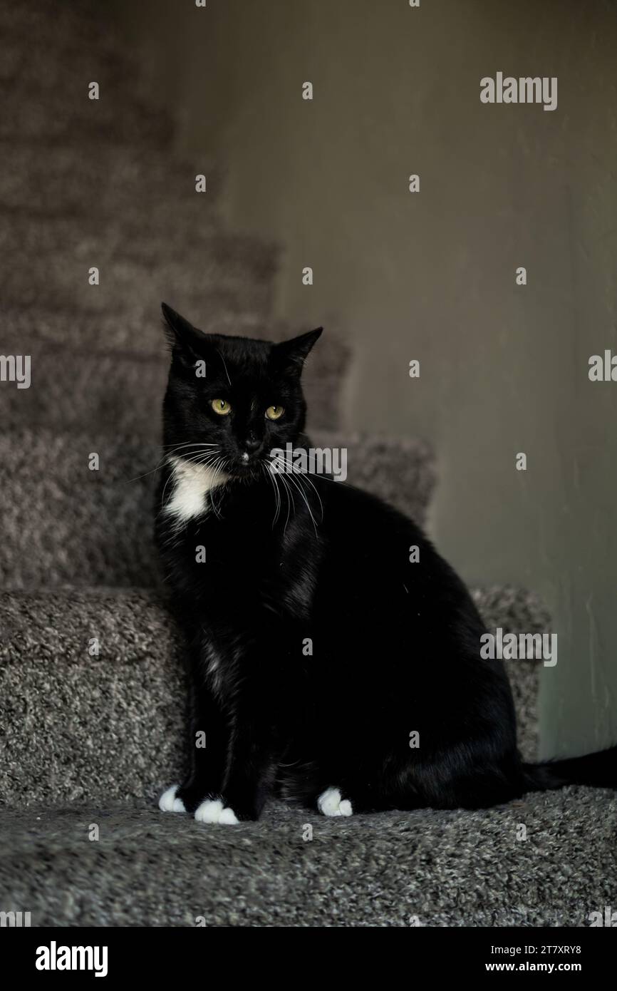 White Whisker Black Cat Tuxedo Sitzende Hübsche Boytreppe Stockfoto