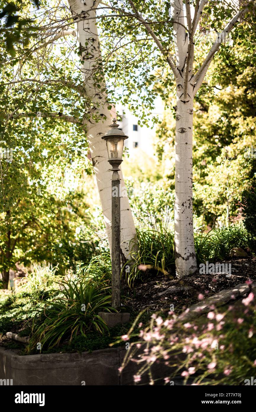 Schwarze Lampe Pfosten in White Trees Yard Sonnenlicht leuchtet durch Stockfoto