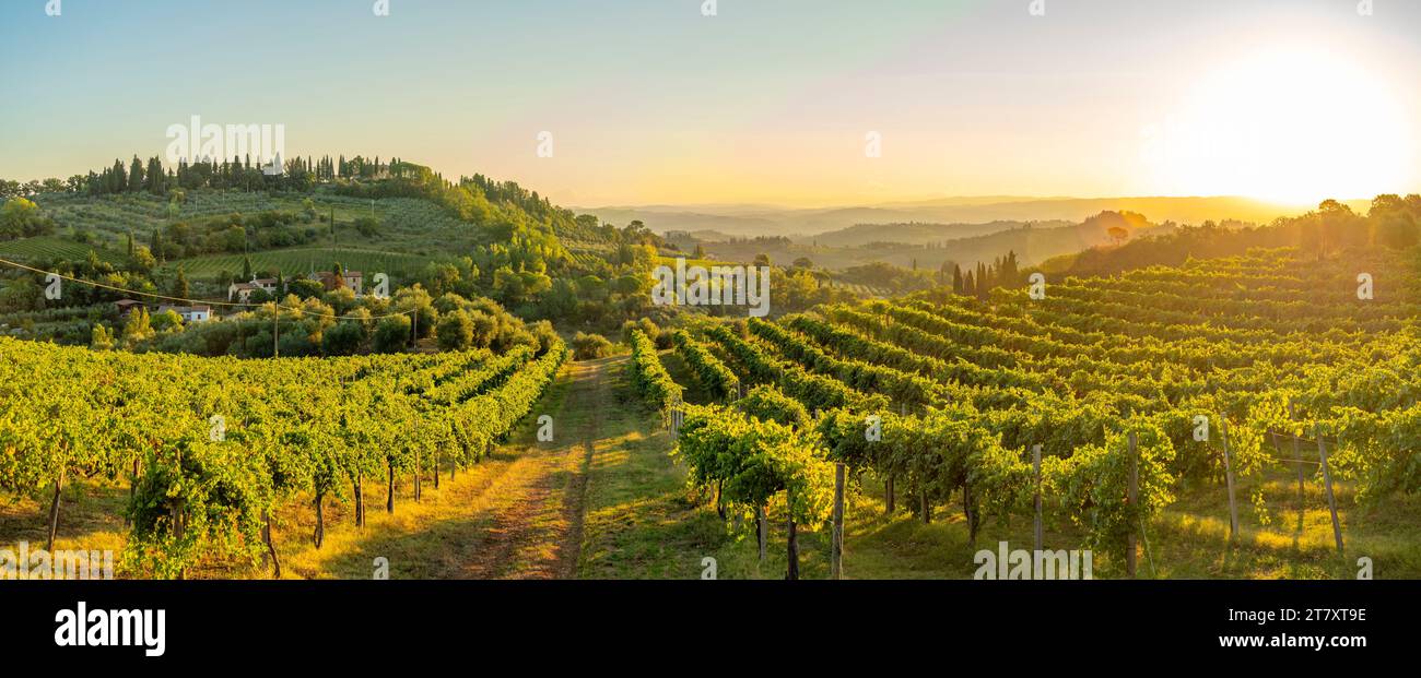 Blick auf Weinberge und Landschaft bei Sonnenaufgang in der Nähe von San Gimignano, San Gimignano, Provinz Siena, Toskana, Italien, Europa Stockfoto