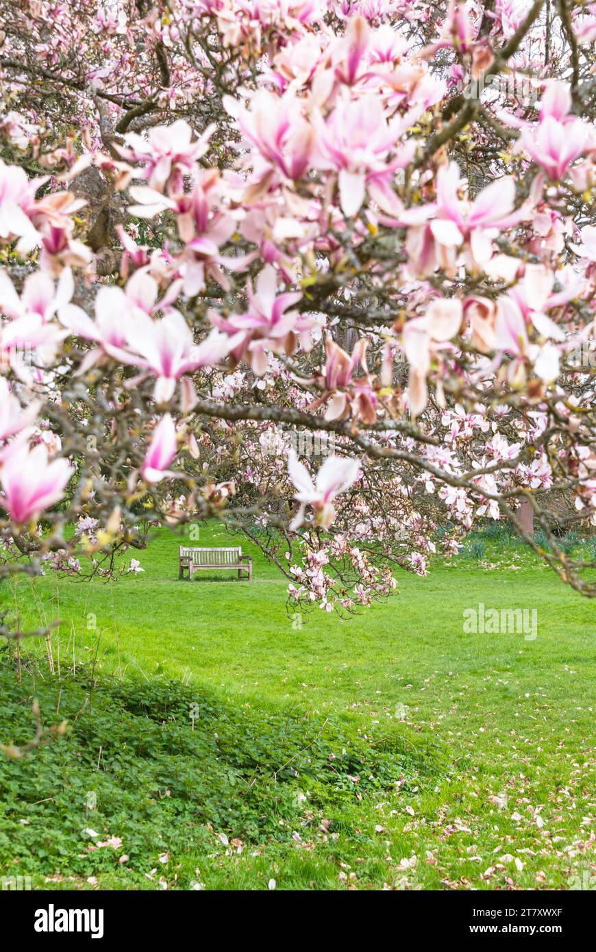 Frühlingsblühende Magnolie im Hever Castle Garden, Kent, England, Großbritannien, Europa Stockfoto