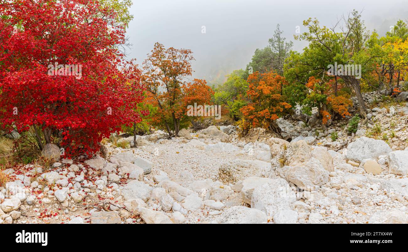 Herbstlaub auf dem Dry Wash of Devils Hall Trail im Guadalupe Mountains National Park, Texas, USA Stockfoto