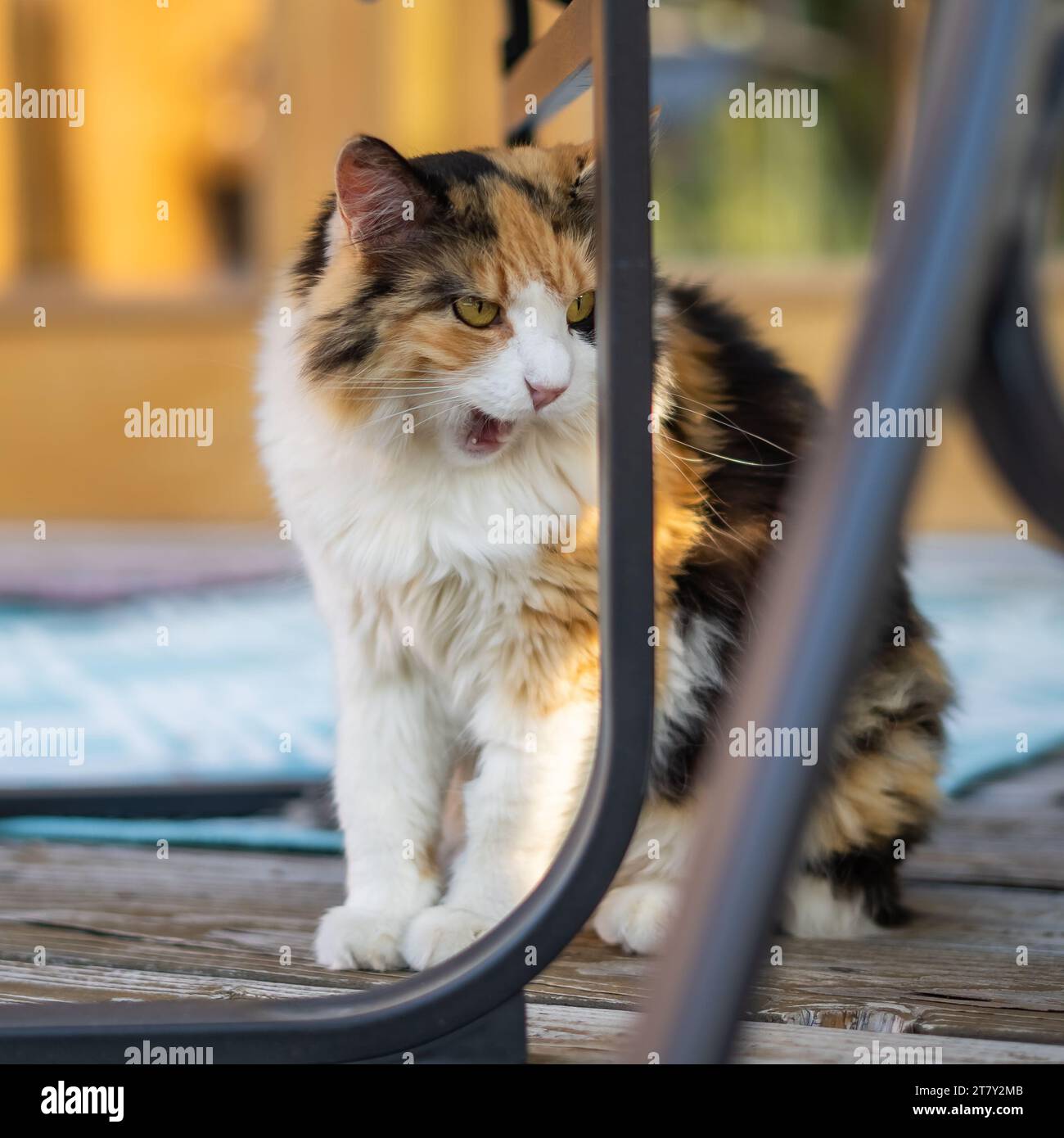 Seltsames lustiges Gesicht Katzen Mund offen dumme Kitty Katze flauschig Calico Katze Tricolor draußen auf Holzveranda Stockfoto
