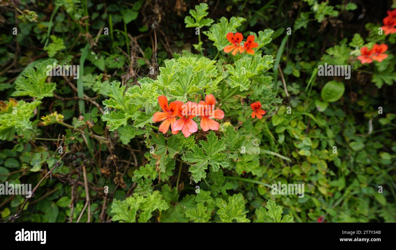 Nahaufnahme der roten Blüten von Pelargonium panduriforme, auch bekannt als Oakleaf Garden Geranium Stockfoto