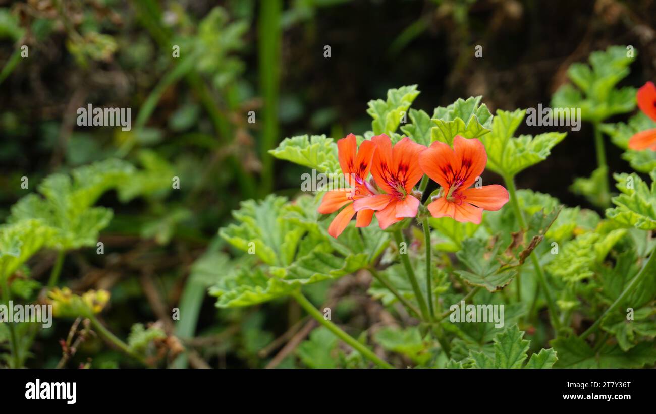 Nahaufnahme der roten Blüten von Pelargonium panduriforme, auch bekannt als Oakleaf Garden Geranium Stockfoto