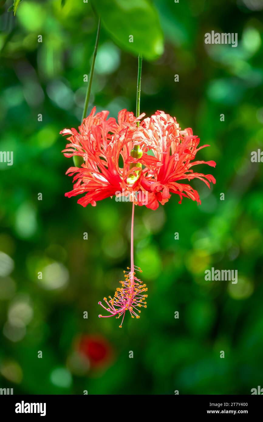 Nahaufnahme einer Hibiskusblüte der roten Spinnen (Hibiscus schizopetalus), auch als Fransen-Rosemallow, Apanese-Laterne oder Korallenhibiskus bezeichnet, der in einem tropi hängt Stockfoto