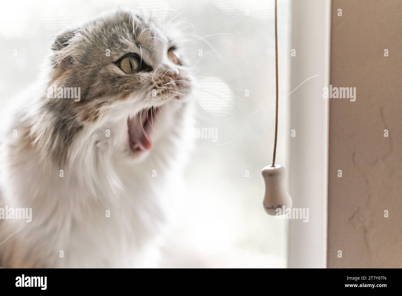 Faltohr Katzenfensters Großes Gähnen Offener Mund Lustig Stockfoto