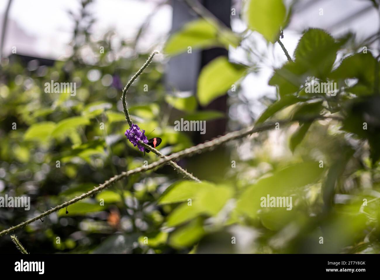 Fliegende Schmetterlinge Tropisches Luxusparadies Stockfoto