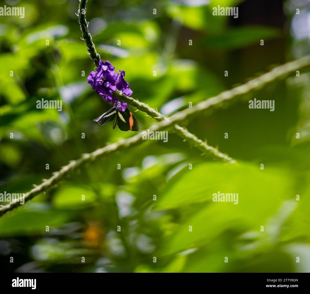 Fliegende Schmetterlinge Tropisches Luxusparadies Stockfoto