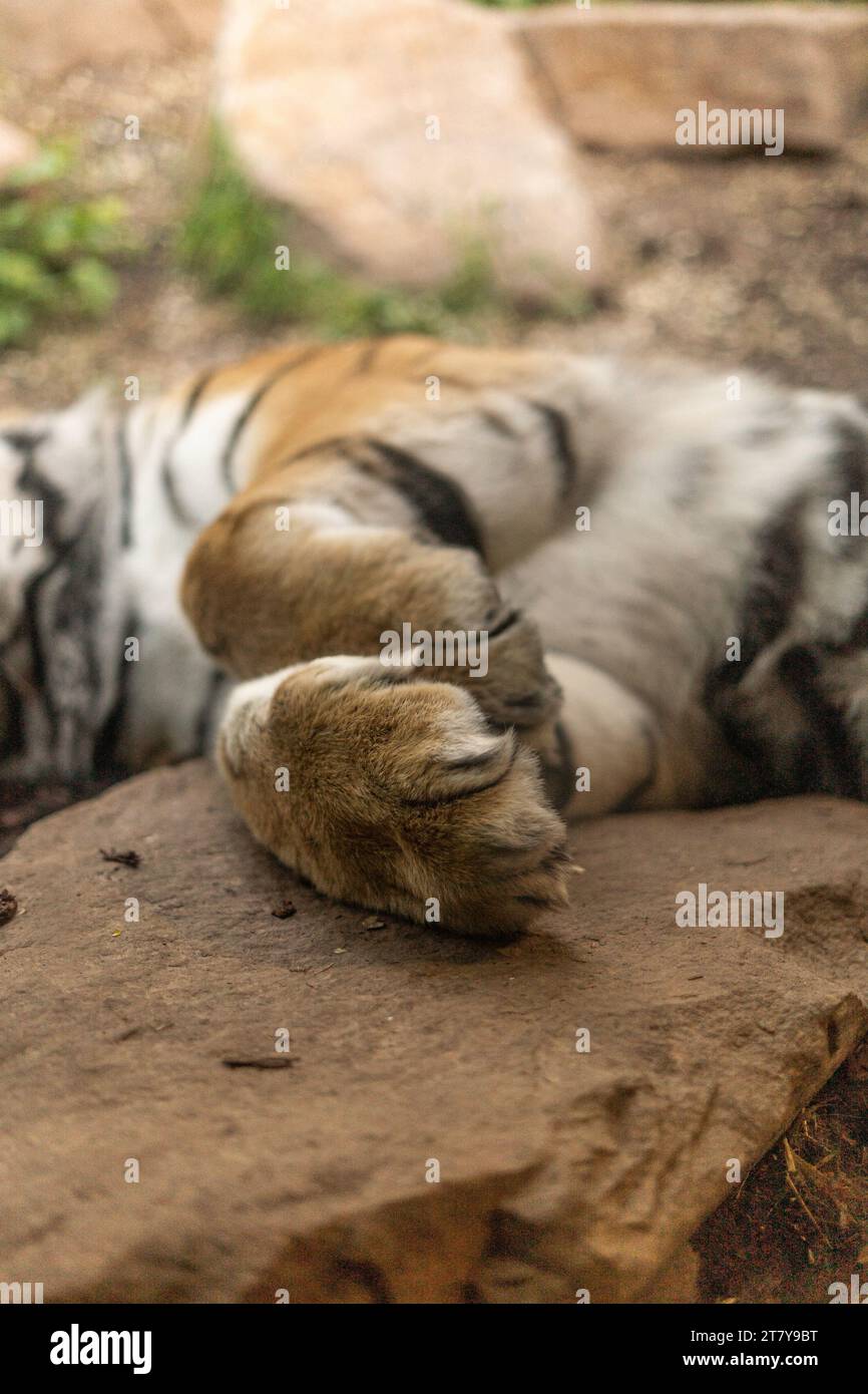 Nahaufnahme der entzückenden Tigerpfoten gefaltet Stockfoto