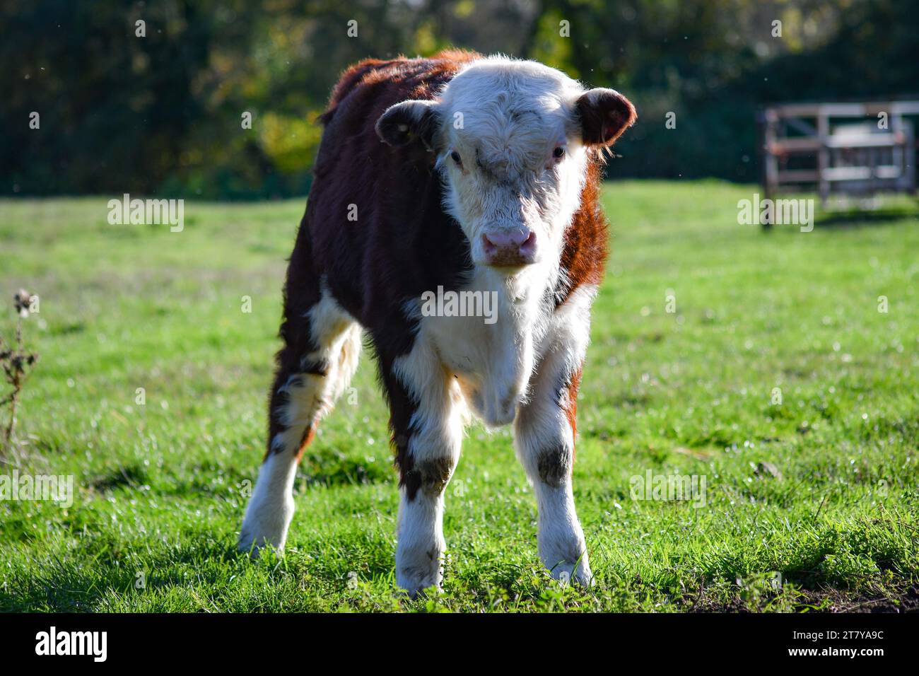 Englisch Hereford Stockfoto