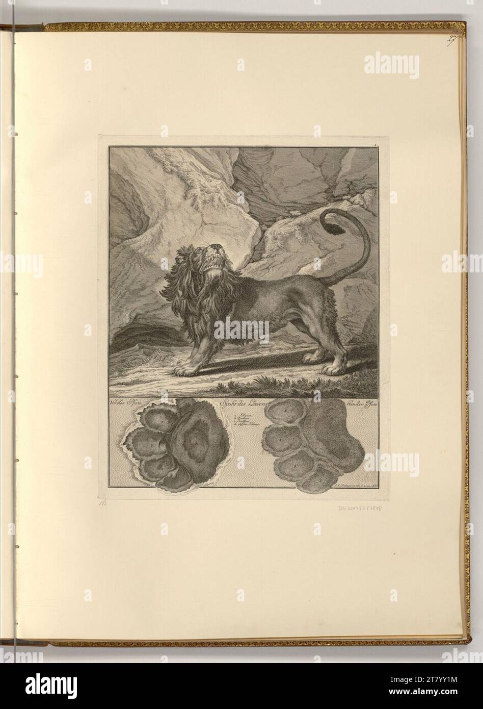 Johann Elias Ridinger (Ausführende r Künstler in) der Löwe. Ätzen 1740 , 1740 Stockfoto