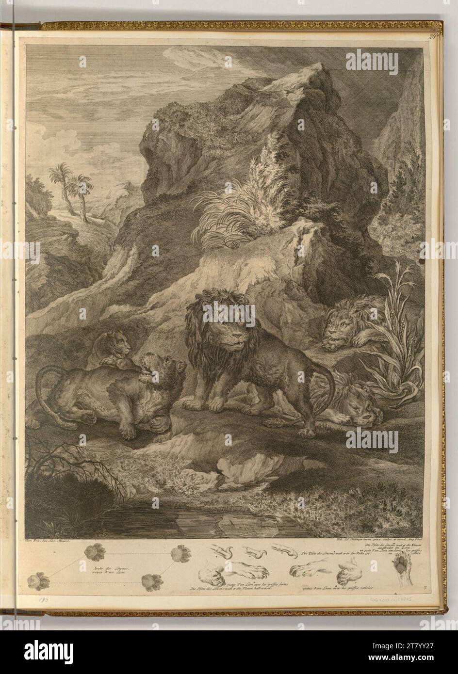 Johann Elias Ridinger (ausführende r Künstler in) Familie Löwen. Ätzen 1718-1767 , 1718/1767 Stockfoto