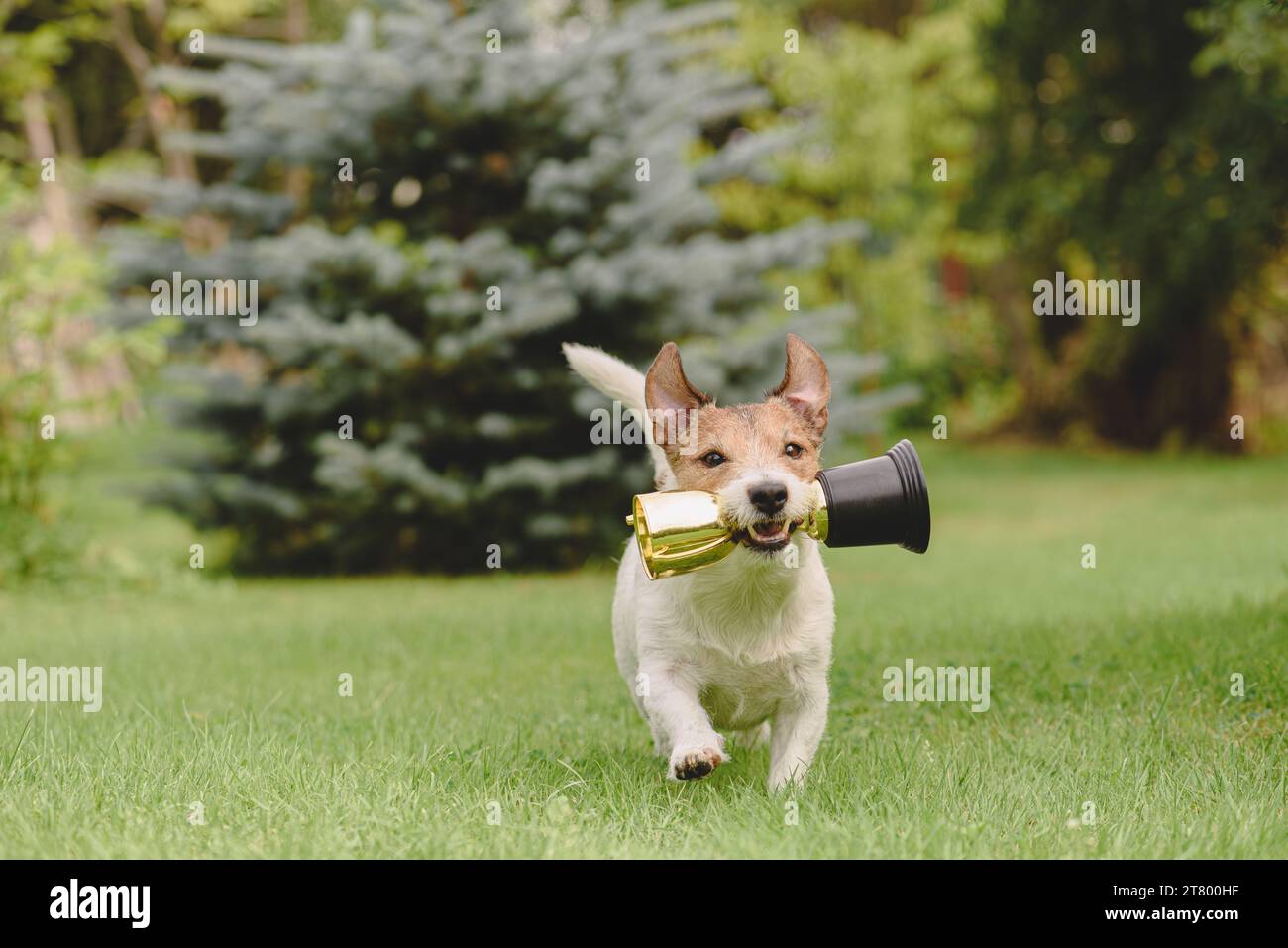 Siegerhund mit der Trophäe für den Preisträger Stockfoto