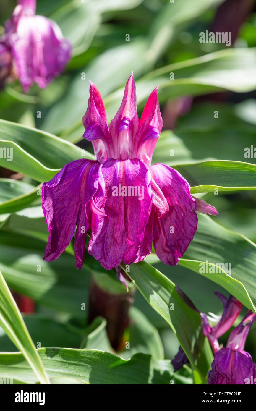 Makroaufnahme von Roscoea purpurea Blüten in Blüte Stockfoto