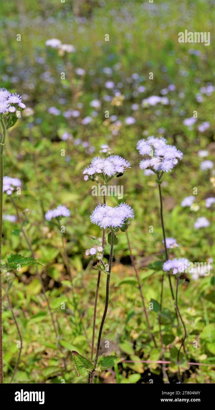 Nahaufnahme der Blumen von Ageratum conyzoides, auch bekannt als Tropical White Weed, Billygoat Plant, Goatweed, Bluebonnet, Bluetop, White Cap, Chick Weed, Bil Stockfoto