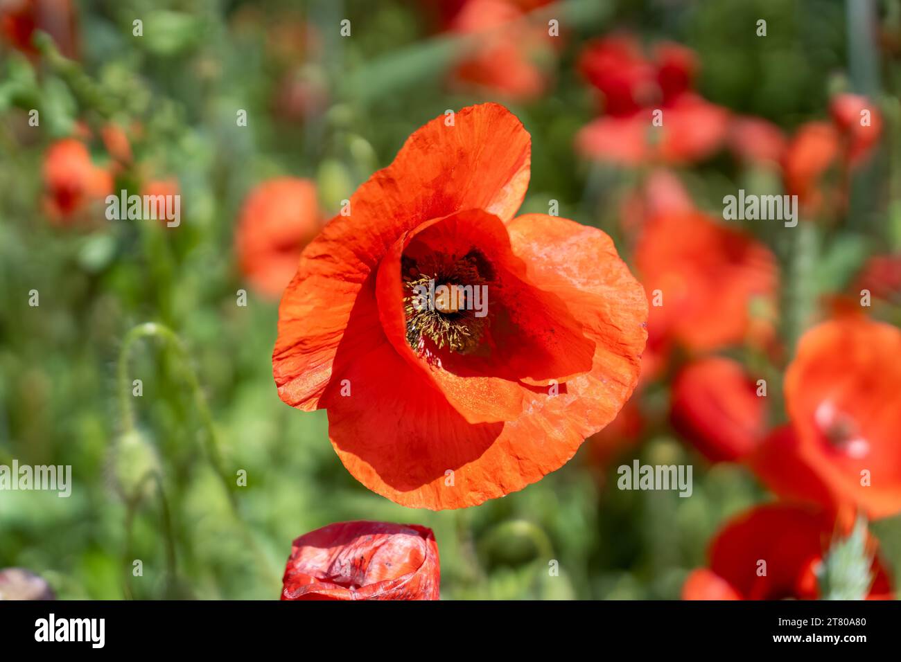 Nahaufnahme eines roten Mohns (Papaver rhoeas), auch bekannt als Cordrose, gemein, Mais, Feld und Flandermohn Stockfoto