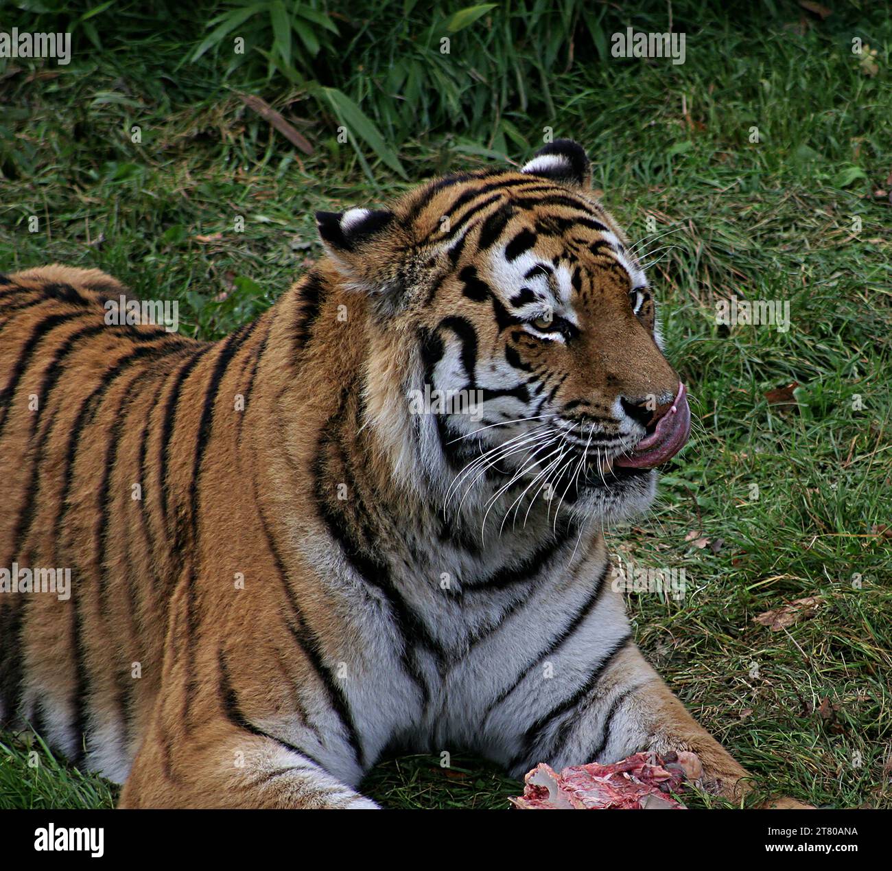 Tiger essen im Yorkshire Wildlife Park am 7. Oktober 2018 Stockfoto