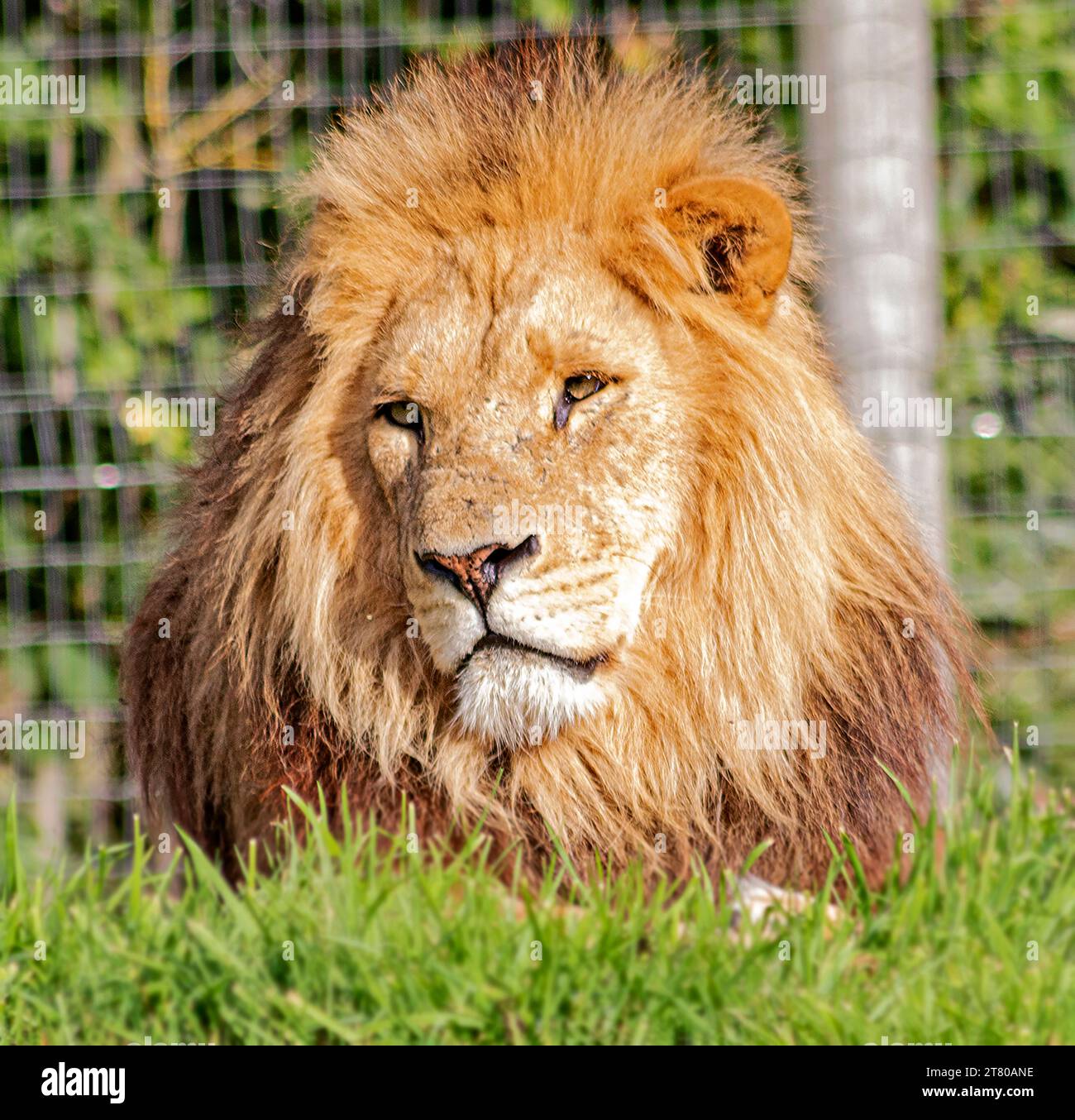 African Lions Basking in the Sun im Yorkshire Wildlife Park, Doncaster, Vereinigtes Königreich, 7. Oktober 2018 Stockfoto
