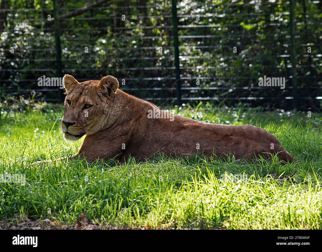 Lioness Sonnenbaden im Yorkshire Wildlife Park Vereinigtes Königreich 7. Oktober 2018 Stockfoto