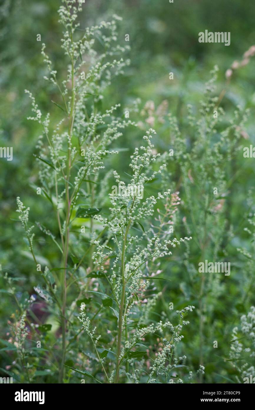ARTEMISIA VULGARIS häufige Beifuß blühende Pflanze in der Familie der Gänseblümchen Stockfoto