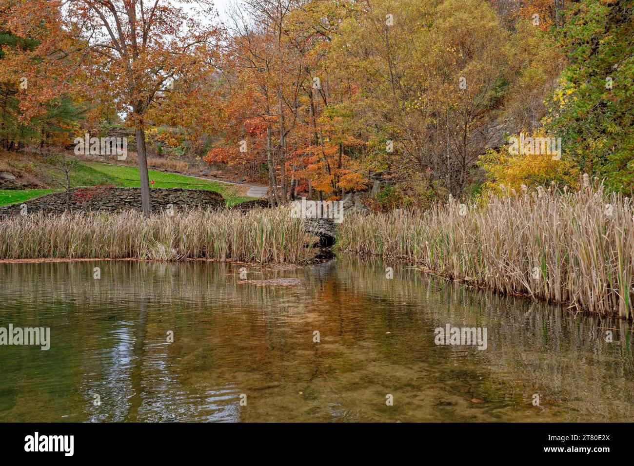 Seichtes Wasser im Einlass des Sees mit einem Golfplatz im Hintergrund mit einer kleinen Steinbrücke, die hinter dem toten Katzenschwanz über das Wasser führt Stockfoto