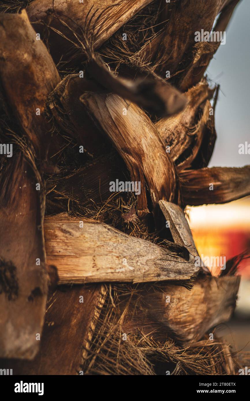 Palme, Stamm, Detail mit scharfem Kontrast, Mexiko, Orizaba, 2022 Stockfoto