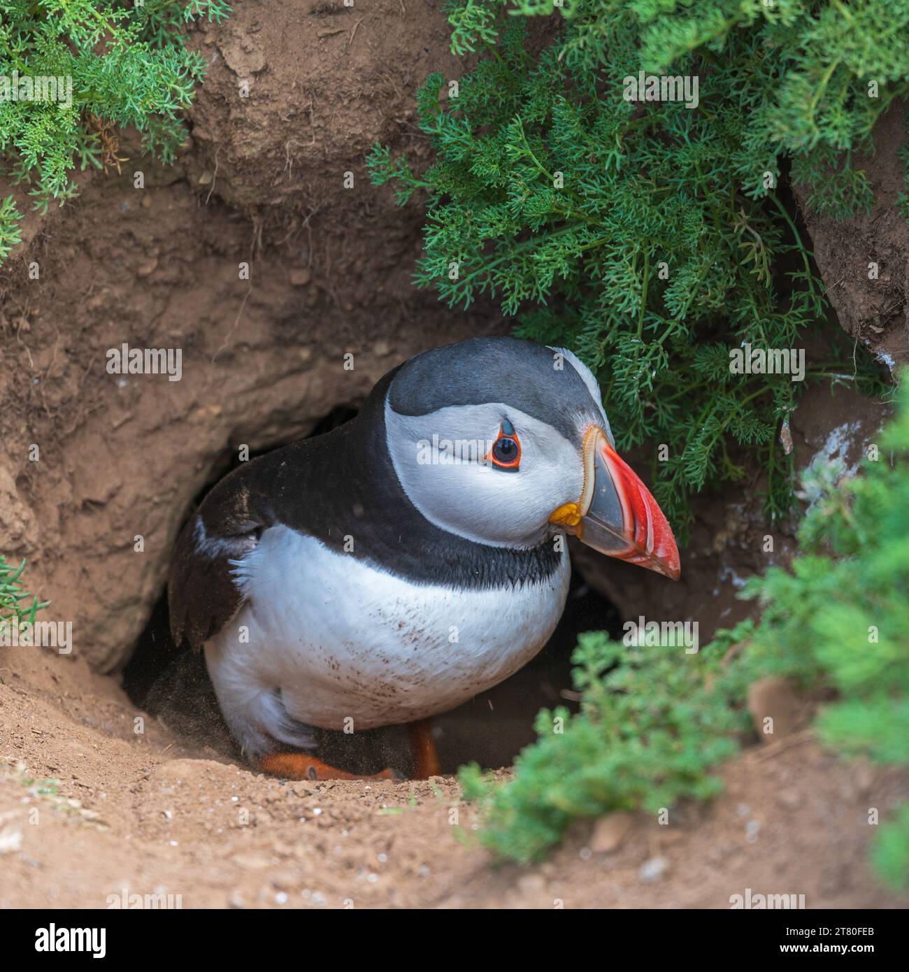 Ein Papageientaucher saß im Eingang zu seiner Höhle bei The Wick auf Skomer Island Pembrokeshire, Wales Stockfoto