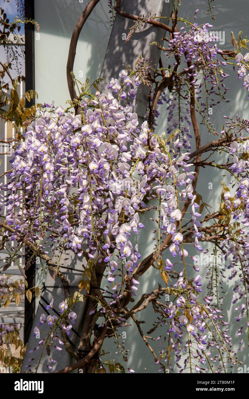 Der gewöhnliche Flieder (Syringa vulgaris), auch bekannt als französischer Flieder oder einfach der Flieder, der im Garten blüht. Stockfoto