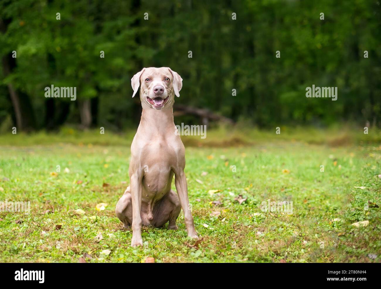 Ein reinrassiger Weimaraner Hund, der draußen mit einem fröhlichen Ausdruck sitzt Auf dem Gesicht Stockfoto
