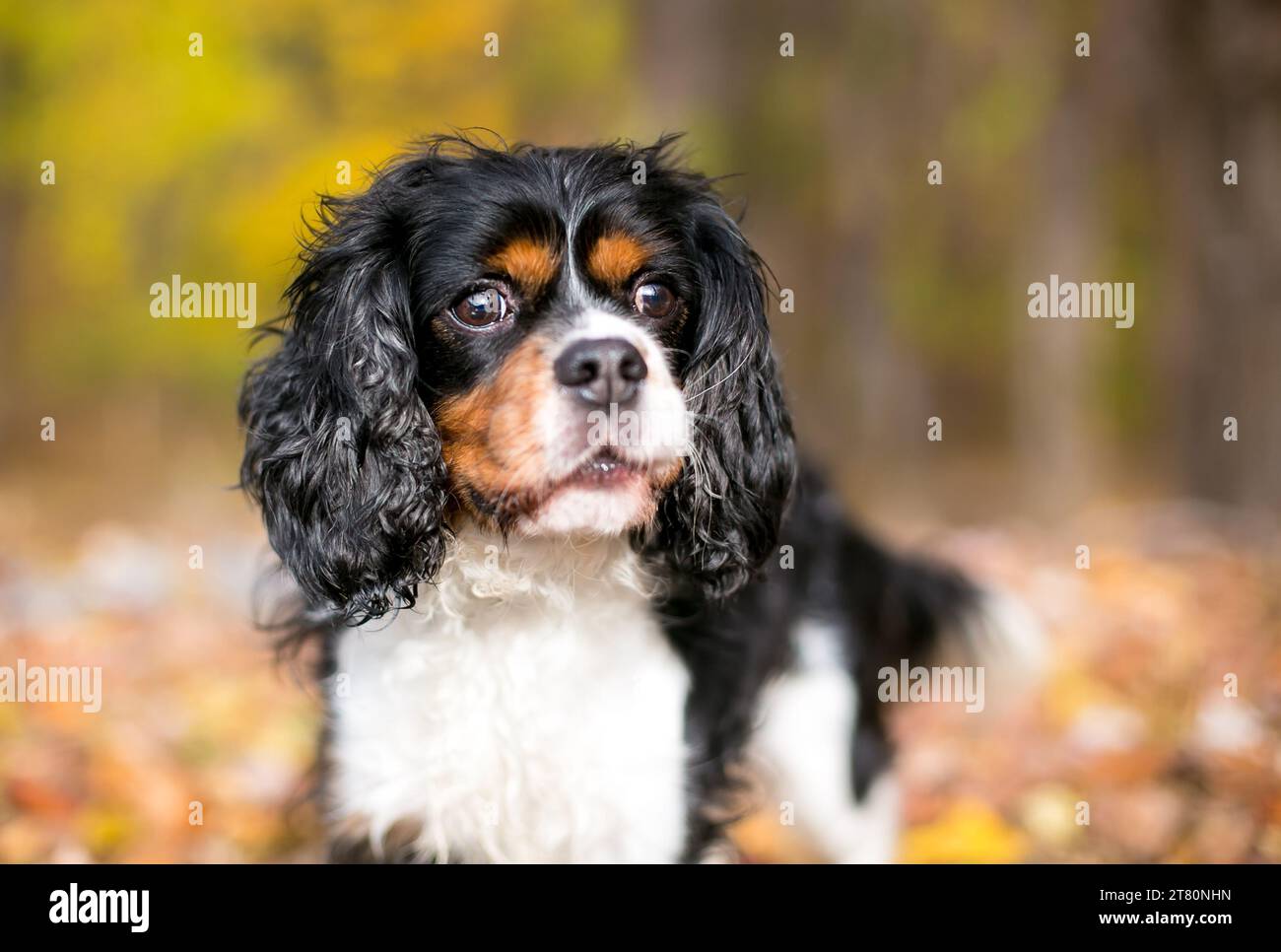 Ein reinrassiger, dreifarbiger Cavalier King Charles Spaniel Hund draußen Stockfoto