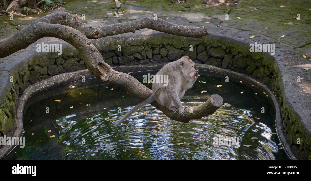 Balinesischer Langschwanzmakaken im Ubud Monkey Forest, Ubud, Bali, Indonesien. Stockfoto
