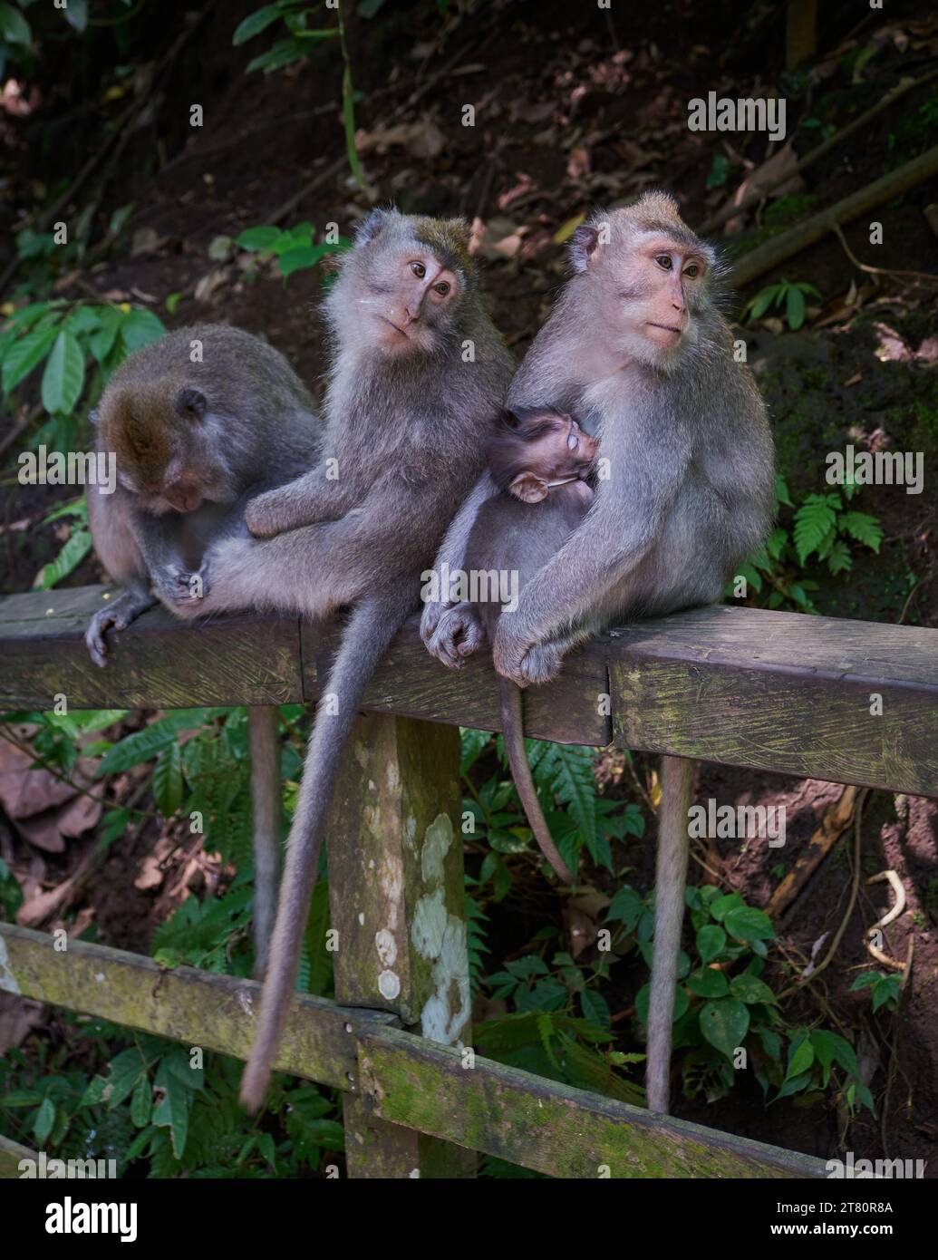 Balinesische Langschwanz-Makaken im Ubud Monkey Forest, Ubud, Bali, Indonesien. Stockfoto