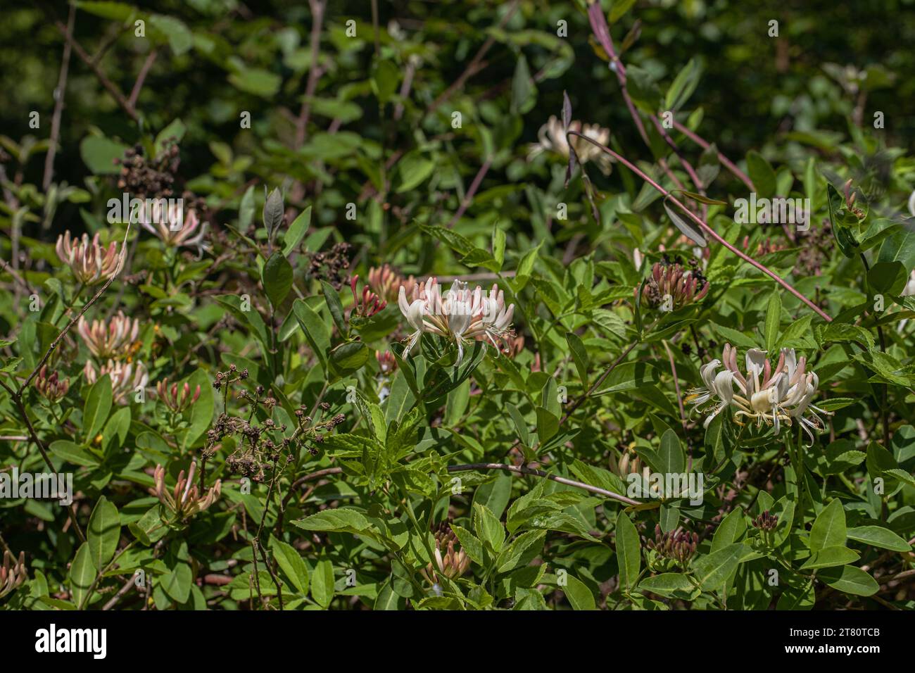 Ein Bestand aus wildem Geißblatt (Lonicera periclymenum), einer gewöhnlichen Kletterpflanze, die für die Tierwelt enorm wertvoll ist, in einem Waldgebiet von Suffolk, Großbritannien Stockfoto