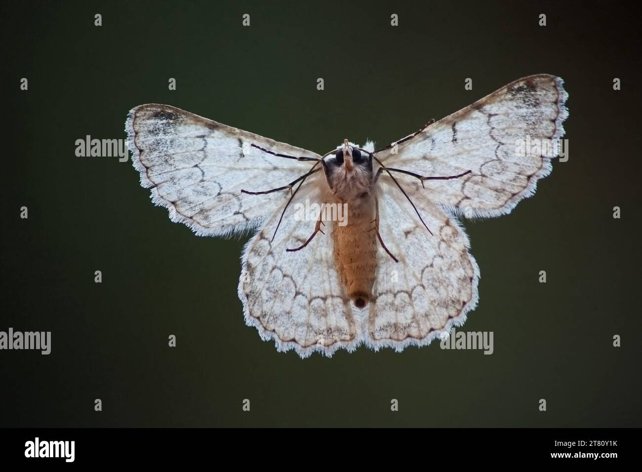Duster Moth Pingasa abyssiniaria 14585 Stockfoto