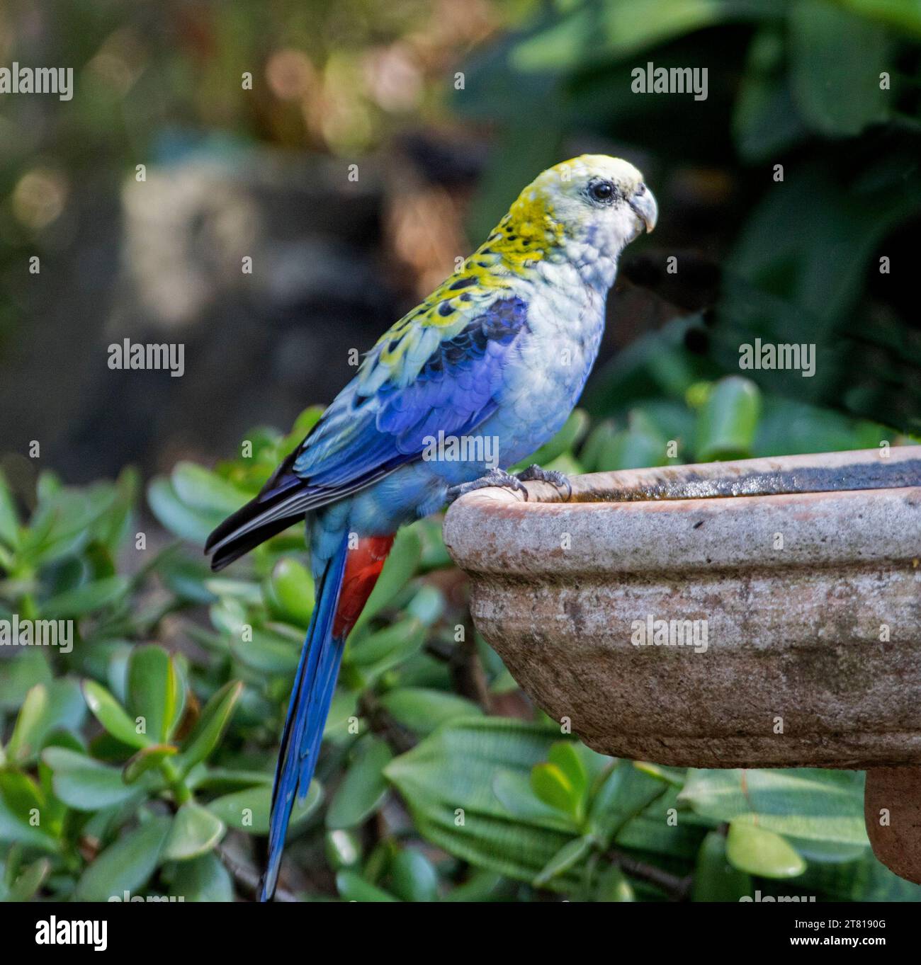 Farbenfrohe australische Rosella mit blassem Kopf, Platycercus adscitus, bei einem Gartenvogelbad vor smaragdgrünem Laub Stockfoto