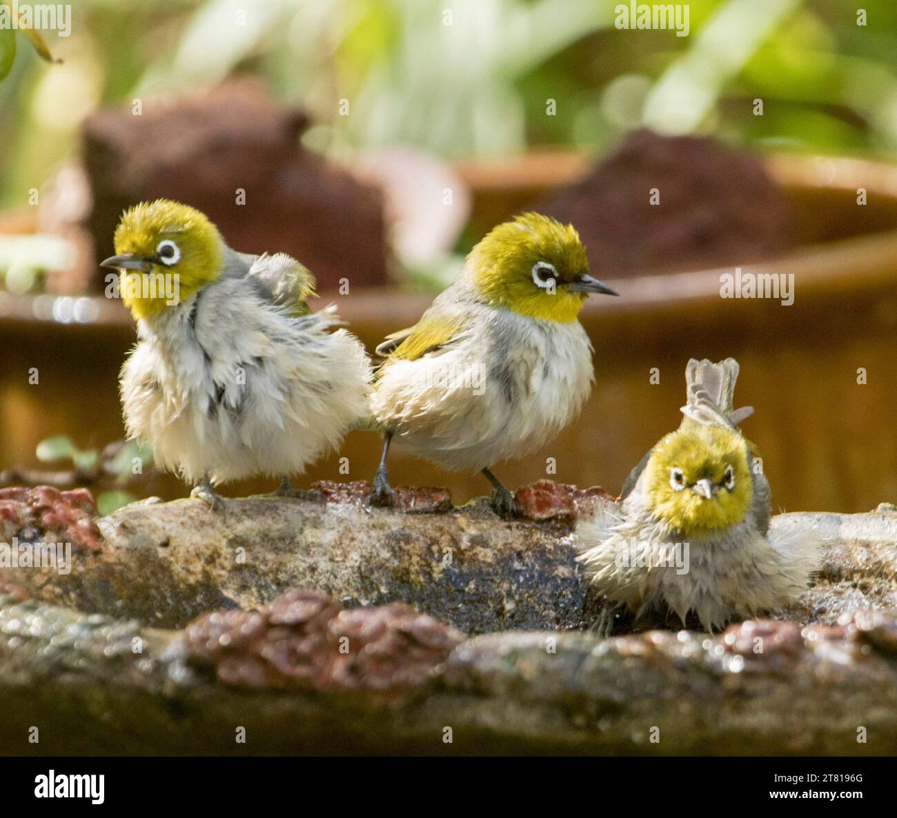 Drei kleine australische Silberaugen, Zosterops lateralis, im Gartenvogelbad mit durchnässtem Gefieder Stockfoto