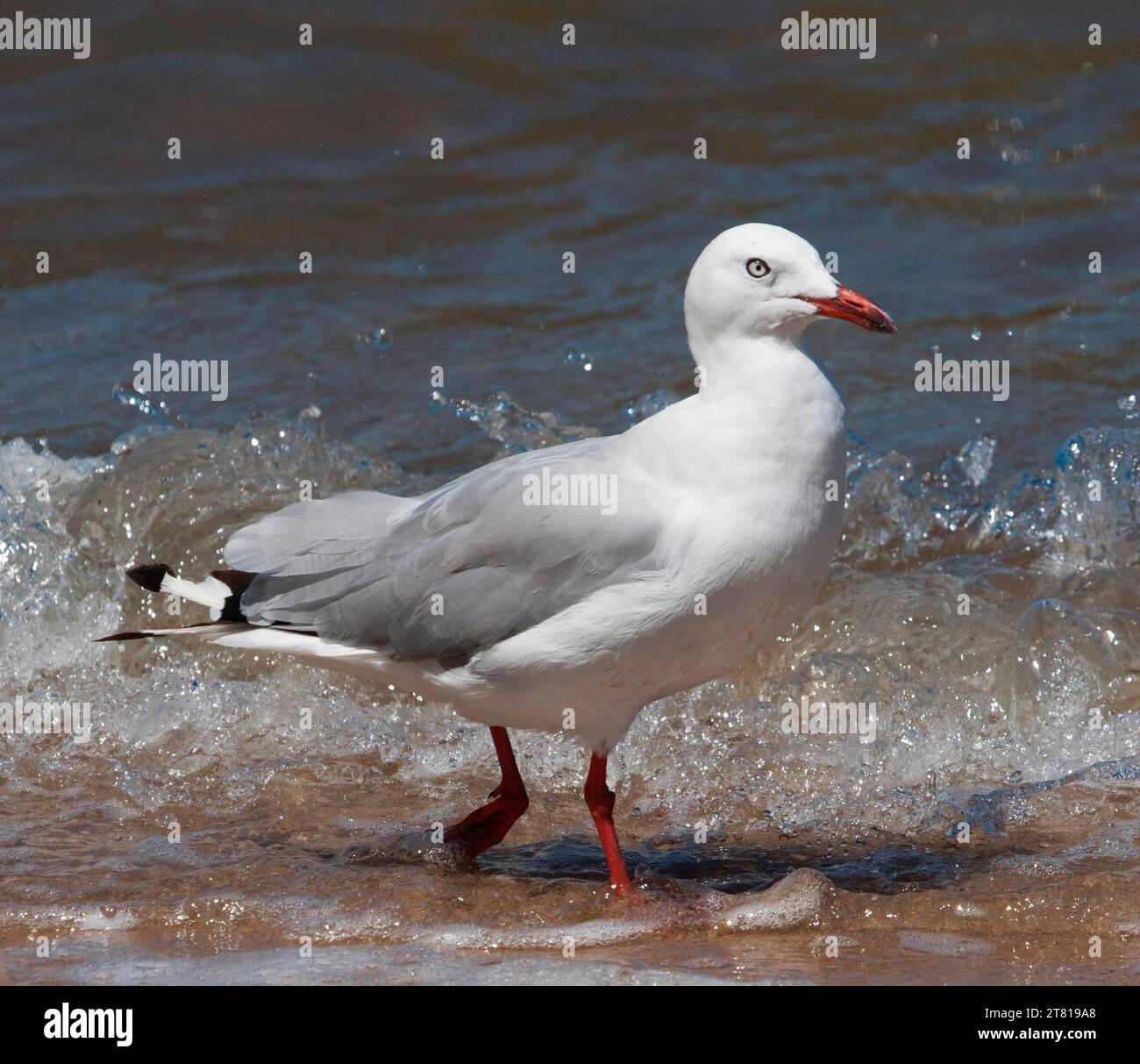 Australische Silbermöwe mit makellosem weißem/grauem Gefieder, rotem Schnabel und Beinen, waten im Ozean zwischen schäumenden niedrigen Wellen und blauem Wasser Stockfoto