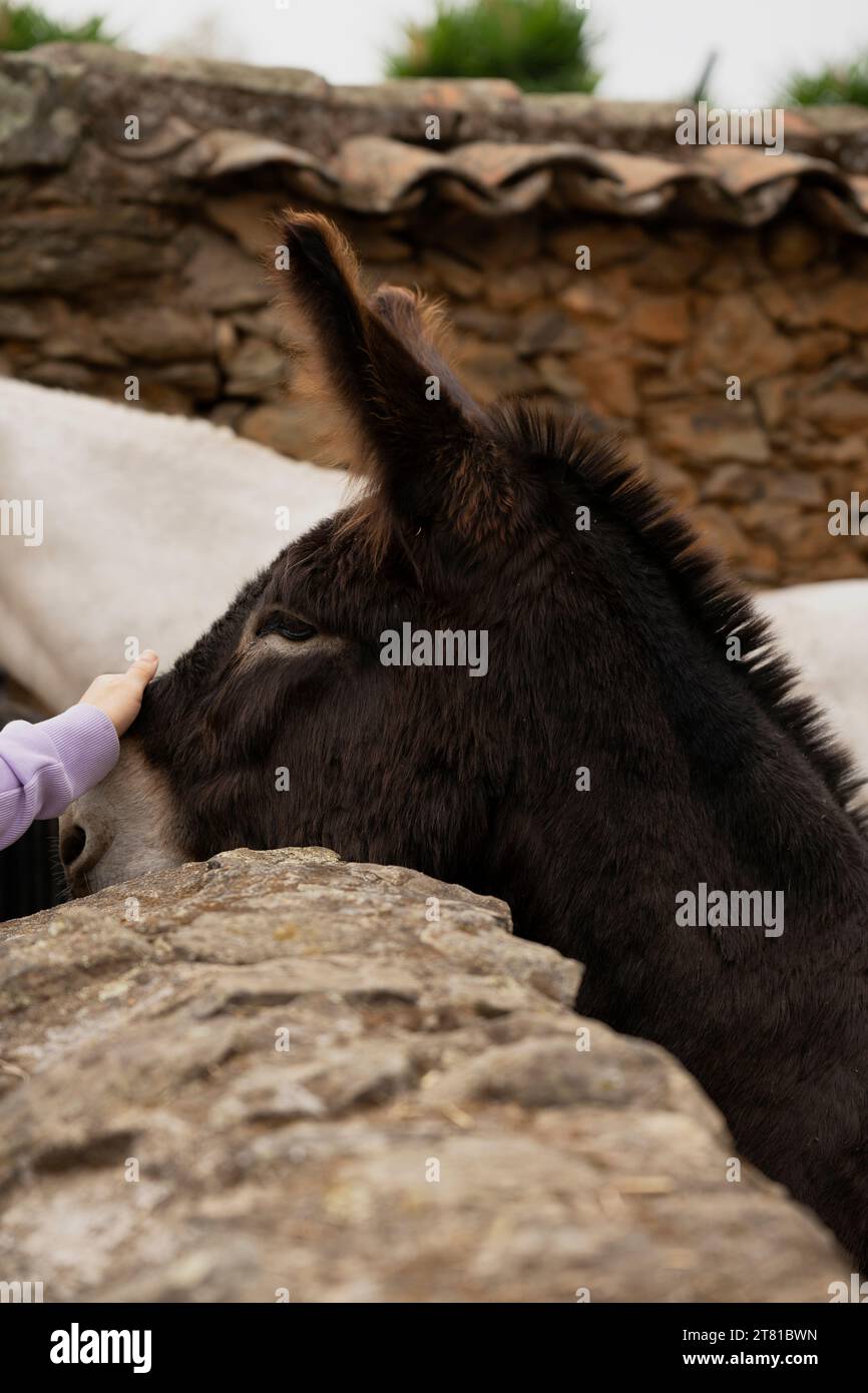 Schönes weißes Eselpferd in Granadilla, Caceres, Extremadura, Spanien Stockfoto