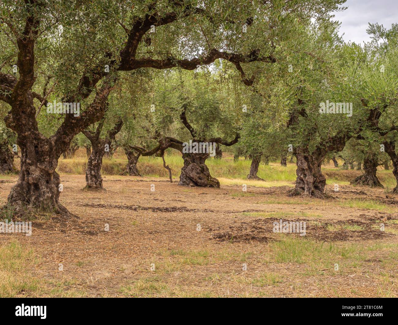 Traditionelle Olivenanpflanzung im Dorf Grees. Stockfoto